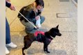 犬と一緒に『娘を空…の画像