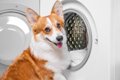 犬の『ベッド』NGな…の画像