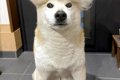 3日間、犬の抜け毛を…の画像