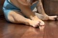 眠たそうな犬を撮影…の画像
