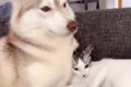 子猫が『２匹のハス…の画像