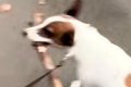 小さな犬が散歩で『…の画像