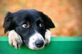 犬が『横目でこっち…の画像