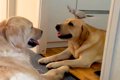 2匹の大型犬の頭に、…の画像
