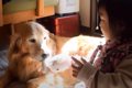 犬と子供のおもちゃ…の画像