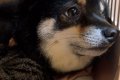 『ヴッ』という犬の…の画像