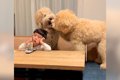 子どもが大型犬たち…の画像