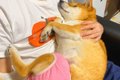 赤ちゃんのように甘…の画像