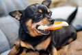 犬にとって危険な『…の画像