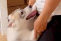 お兄ちゃんのことが…の画像