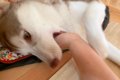 噛みグセが酷かった…の画像