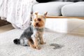 犬の『失禁』を引き…の画像