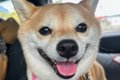 お出かけでワクワク…の画像