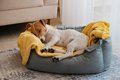 犬が『熟睡』してい…の画像