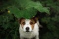 犬は『天気』で体調…の画像