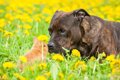 犬とウサギは同居で…の画像