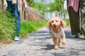 犬が『突然走り出す…の画像