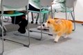 職場で会議をしてい…の画像