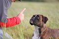 犬のしつけで絶対に…の画像