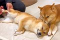 犬をマッサージをし…の画像