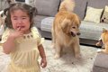 2歳の女の子が柴犬に…の画像