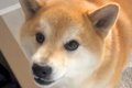 『どうせ置いて行く…の画像