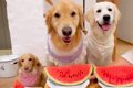 3匹の犬が『スイカ』…の画像