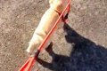 子犬を散歩していた…の画像