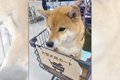 気分は大型犬♪カート…の画像