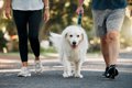 犬の散歩にジャージ…の画像