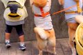 3歳の女の子と犬2匹…の画像