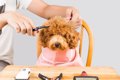 犬のヘアスタイルま…の画像