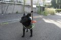 犬が家族に順位を付…の画像