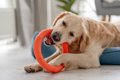犬が『おもちゃに執…の画像
