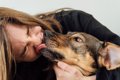 犬が飼い主の顔を『…の画像