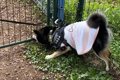 犬と旅行中にドッグ…の画像