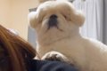 犬がちょっかいをか…の画像