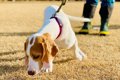 犬に拾い食いをやめ…の画像