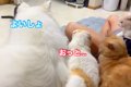 大型犬が猫の隣に座…の画像