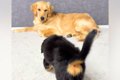『子犬と先住犬が仲…の画像