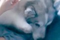自分のことを『子犬…の画像