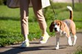 犬との『日中の散歩…の画像
