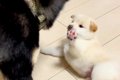 赤ちゃん犬が可愛く…の画像