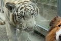 動物園で『トラ』と…の画像