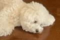 朝4時、犬に叩き起こ…の画像