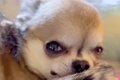 ある日突然『犬が倒…の画像