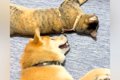 『床で寝転んでいる…の画像