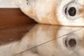 なぜか『ソファの下…の画像