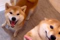 家に帰って『ただい…の画像