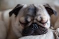 犬が『いびき』をか…の画像